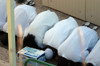 Islamic Detainees Pray At Camp Delta The Military Prison At Naval Station Guantanamo Bay Cuba. Jan. 24 2008. History - Item # VAREVCHISL024EC293