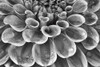 Silver Dahlia Poster Print by Dennis Frates - Item # VARPDXPOD60265