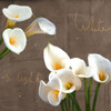 White Callas Poster Print by Teo Rizzardi - Item # VARPDX1TR4156