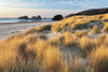 Dune Grass And Beach Poster Print by Dennis Frates - Item # VARPDXPOD60283
