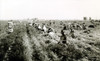 Harvesting Carrots In El Centro History - Item # VAREVCCSUA001CS707