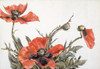 Red Poppies Fine Art - Item # VAREVCHISL045EC172