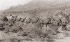 Hauling Ore By Wagons With A Fourteen Mule Team From Potosi Mine History - Item # VAREVCHISL021EC098