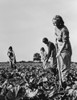 British Women Working On The Sugar Beet Crops That History - Item # VAREVCHISL036EC864