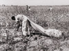 African American Day Laborer Picking Cotton On The Resettlement Administration'S Lake Dick Cooperative Association In Sept. 1938. Member Farmers Were White History - Item # VAREVCHISL010EC004