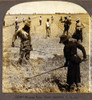 Hoeing Rice. African American Farm Workers In A Rice Field. South Carolina History - Item # VAREVCHCDLCGCEC692
