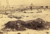 Several Dead Lakota Sioux Are Wrapped In Blankets After The Wounded Knee Massacre Of Dec. 29 History - Item # VAREVCHISL046EC378