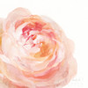 Garden Rose On White Crop Poster Print by Danhui Nai - Item # VARPDX37221