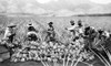 Scene On A Pineapple Plantation History - Item # VAREVCHCDLCGCEC658