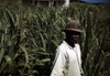 Puerto Rico. Tenant Farmer In A Sugar-Cane Field History - Item # VAREVCHCDLCGBEC988