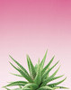 Succulent Simplicity I Pink Ombre Crop Poster Print by Felicity Bradley - Item # VARPDX35987