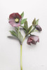 Hellebore Study V Poster Print by Felicity Bradley - Item # VARPDX36945