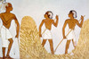 Painting Of Farmers Working In The Fields From The Tomb Of Menna History - Item # VAREVCS4DEGYPEC020