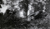 World War 1. British Tank In Action On The Cambrai Battlefield Tackling A Wooded Area. Nov. 20-Dec. 8 History - Item # VAREVCHISL043EC946