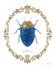 Adorning Coleoptera V Poster Print by James Wiens - Item # VARPDX37634