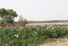 A Poppy Field Within An Afghan'S Compound In Habib Abad Afghanistan March 28 2010. Afghanistan Is The World'S Largest Grower Of Opium Producing Poppies. History - Item # VAREVCHISL025EC007