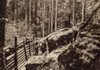 World War 1. A German Trenches In The Vosages Mountains. They Incorporated Boulders And Logs In Their Defensive Structures. Ca. 1914-18. History - Item # VAREVCHISL034EC873