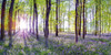 Bluebells And Sunrise Poster Print by Assaf Frank - Item # VARPDXPOD60407