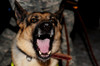 Rex A Military Working Dog Barks During Obedience Training At Ellsworth Air Force Base South Dakota. Dec. 3 2009. History - Item # VAREVCHISL028EC277