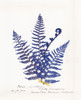 Botanical Fern Iv Blue Light Poster Print by Wild Apple Portfolio - Item # VARPDX25243