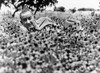 President Lyndon Johnson Lying In A Field Of Flower At The Lbj Ranch. Summer History - Item # VAREVCCSUA000CS731