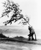 Two Yachtsmen Hang Desperately To A Tree Which Is Almost Blown Over By Hurricane Carol At Wollaston Beach In Quincy History - Item # VAREVCHISL019EC056