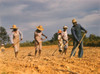 African American Men And Women Chopping Cotton On Rented Land Near White Plains History - Item # VAREVCHISL009EC295