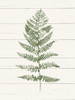 Fern Print Ii Poster Print by Moira Hershey - Item # VARPDX37054
