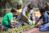 White House Kitchen Garden Spring Planting With Michelle Obama And School Children. South Lawn History - Item # VAREVCHISL040EC191