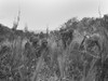 U.S. Marines Patrol On Saipan Advances Through A Grassy Ravine. They Follow Japanese Communication Lines In An Effort To Locate Enemy Positions. Battle Of Saipan Was Fought From June 15-July 9 History - Item # VAREVCHISL037EC029