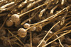 Dried Poppy Plants Discovered As Afghan National Army Soldiers And U.S. Marines Conduct A Civil Affairs Patrol In The Nawa District Helmand Province In Western Afghanistan. July 15 2009. History - Item # VAREVCHISL025EC005