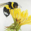 Bumblebee On A Dandelion Poster Print by Atelier B Art Studio - Item # VARPDXBEGANI330