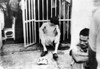 Conditions Inside Castro'S Cuban Prisons. A Photo Smuggled Out Of Havana'S Cabana Fortress History - Item # VAREVCCSUA001CS575