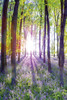 Bluebells And Sunrise I Poster Print by Assaf Frank - Item # VARPDX70084