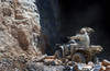 A U.S. Army Soldier Rides An All Terrain Vehicle Into A Cave To Search For Munitions On The Outskirts Of Kabul Afghanistan. July 19 2002. History - Item # VAREVCHISL024EC208