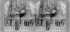 President Roosevelt Standing Before The Forest King In Big Tree Grove History - Item # VAREVCHISL002EC114