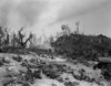Marines Pinned Down By Japanese Defenders On The Beach Of Peleliu Island History - Item # VAREVCHISL036EC695