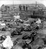 Scene In The Great Union Stockyards History - Item # VAREVCHCDLCGCEC434