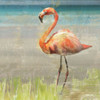 Flamingo Fancy Ii Poster Print by Nan - Item # VARPDX19159