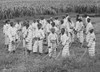 Juvenile Convicts At Work In The Fields In Southern Chain Gang. Southern Jails Made Money Leasing Convicts For Forced Labor In The Jim Crow South. Circa. 1903 History - Item # VAREVCHISL017EC265