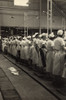 Women Working In A Grapefruit Canning Factory At Winter Haven History - Item # VAREVCHISL009EC092