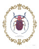 Adorning Coleoptera Ii Poster Print by James Wiens - Item # VARPDX37631