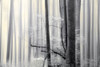 Still Silence Poster Print by Marvin Pelkey - Item # VARPDXPOD60431