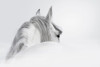 White Horse Poster Print by PhotoINC Studio - Item # VARPDXIN99071
