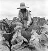 African American Woman Farming History - Item # VAREVCHCDLCGBEC099
