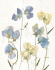 Blue Sweet Peas Ii Poster Print by Carol Robinson - Item # VARPDX19038