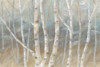 Silver Birch Landscape Poster Print by Cynthia Coulter - Item # VARPDXRB12249CC