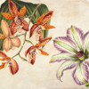 Panneau Botanique V Poster Print by Remy Dellal - Item # VARPDX1DE4164