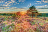 Heathland Sunset Poster Print by Assaf Frank - Item # VARPDXPOD60506