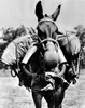 Army Mule Wearing Am M-5 Type Of Gas Mask. The Mask Weighs 15 Pounds Consisting Of Muzzle Connected To Air Purifying Canisters History - Item # VAREVCCSUA001CS501